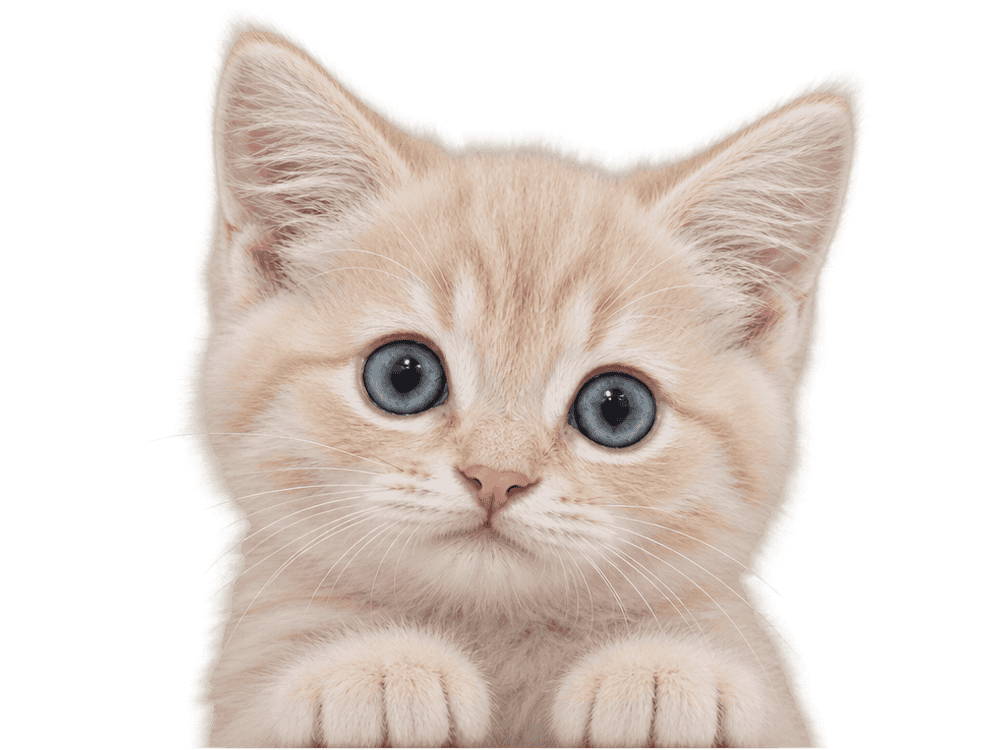A tiny cream kitten with big blue-grey eyes peeking over an edge