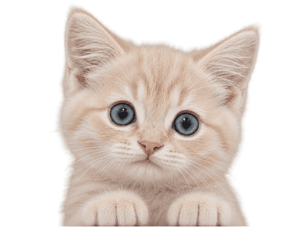 A tiny cream kitten with big blue-grey eyes peeking over an edge