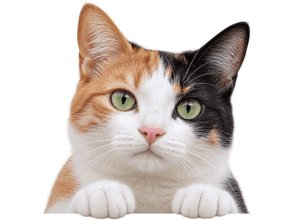 A calico cat with orange and black patches peeking over an edge