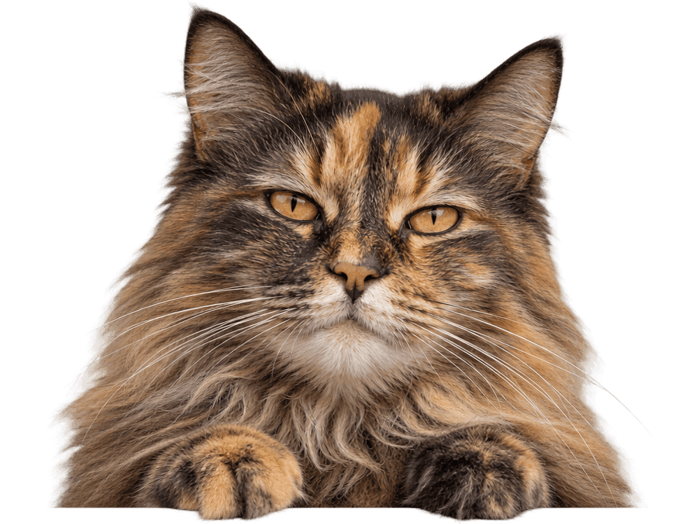 A fluffy elderly tortoiseshell cat with golden eyes peeking over an edge