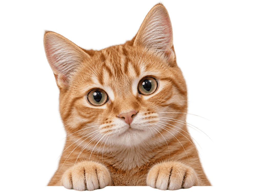 A ginger tabby cat peeking over an edge with both front paws resting on it