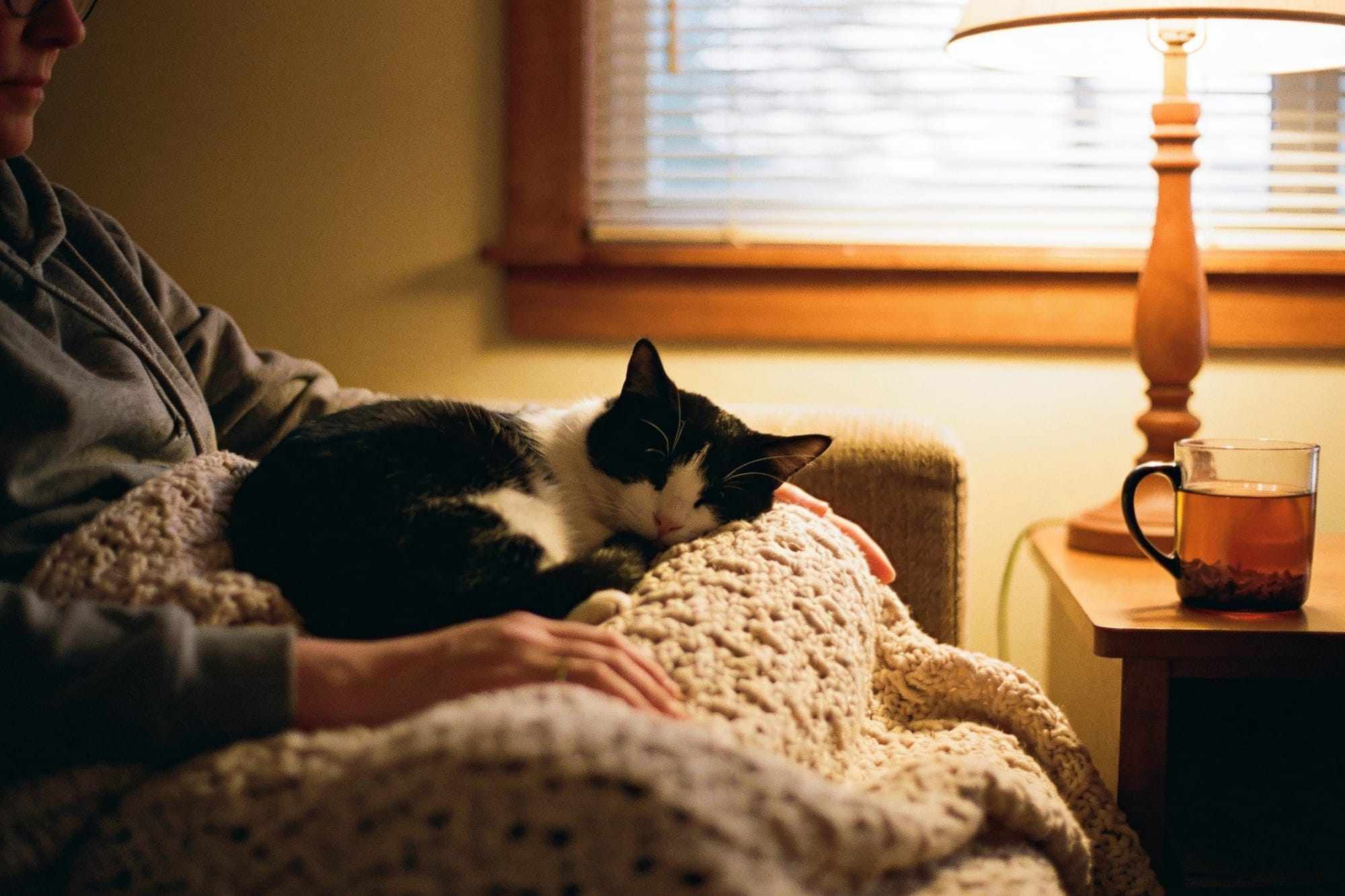 A black and white cat asleep on a person's lap under a knitted blanket, a mug of tea beside them