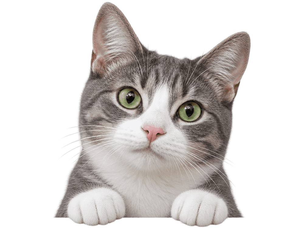 A grey and white cat with green eyes peeking over an edge, paws together