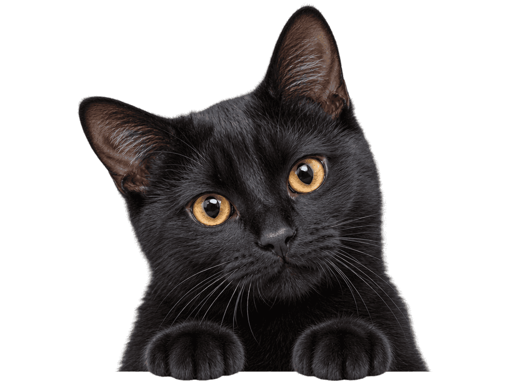 A glossy black cat with amber eyes peeking over an edge, head tilted
