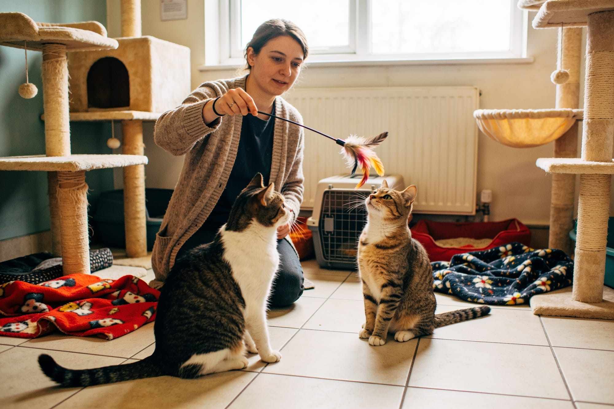 A volunteer playing with two cats with a feather wand in a bright cat room